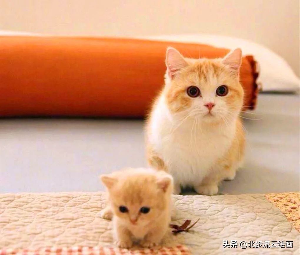 戴帽子的猫简笔画