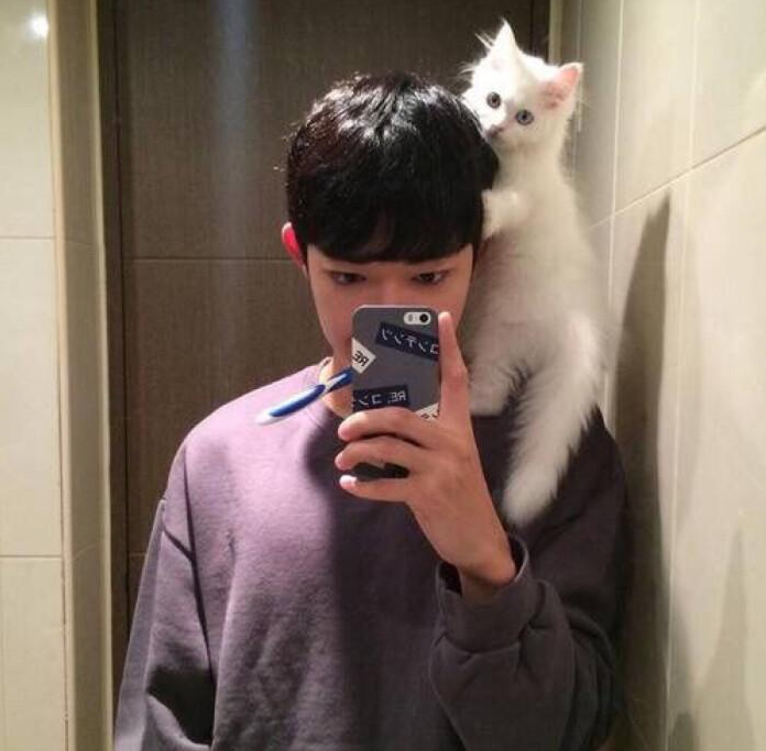 养猫的坏处有哪些