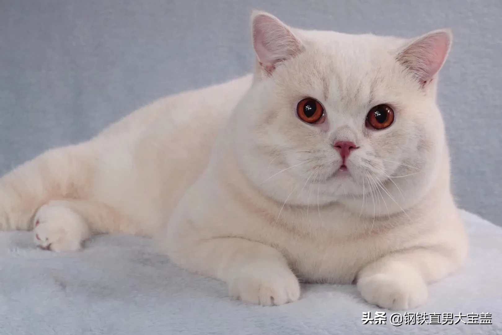 什么是赛级猫