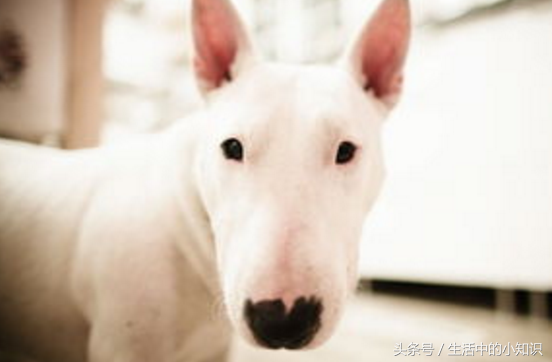 牛头梗一般多少钱