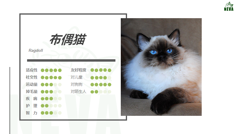 海/蓝布偶猫是什么品种