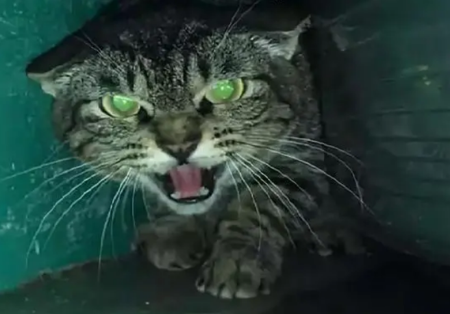 猫咪被打后害怕主人的表现