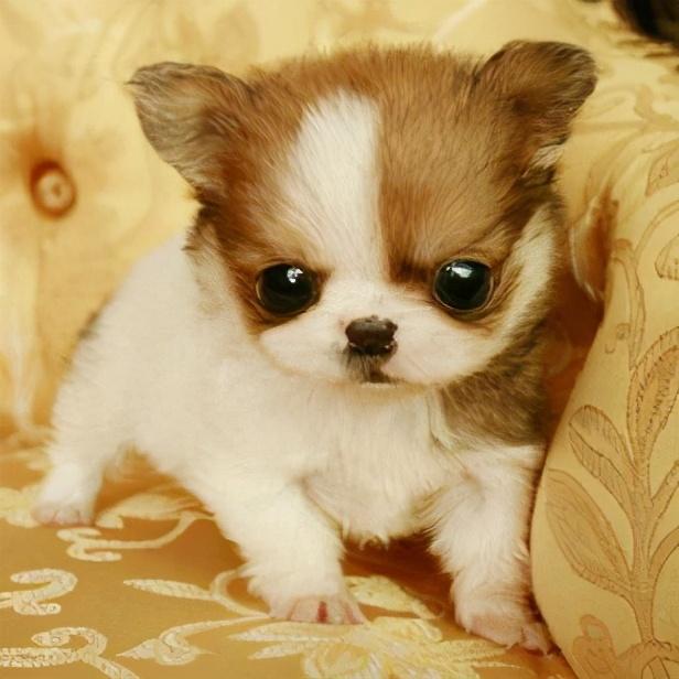 体型小的狗有哪些品种