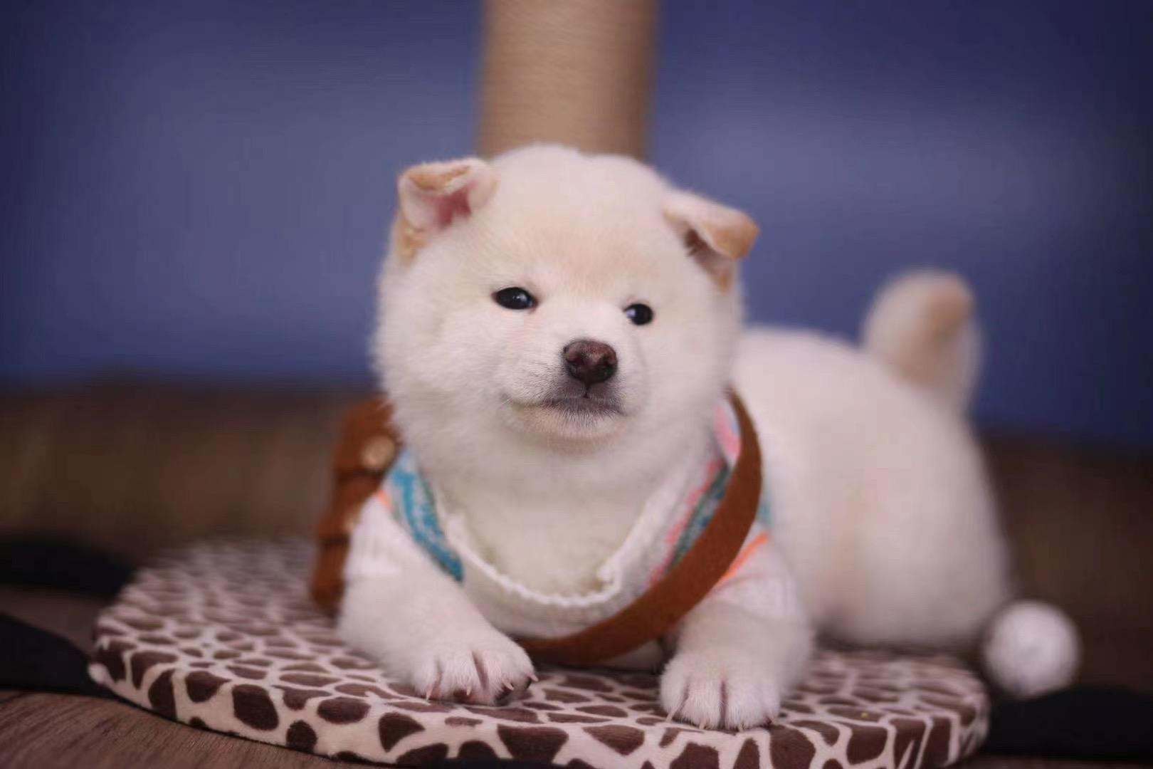 最便宜的柴犬多少元