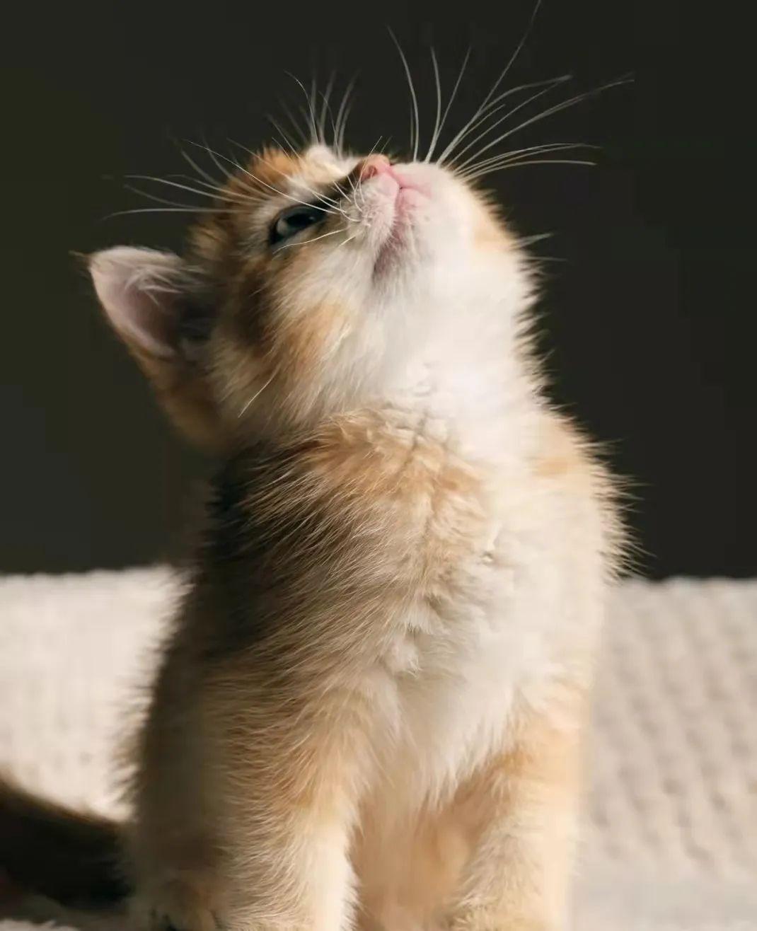 猫咪肠胃炎恶化的症状是什么