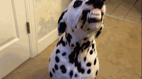 狗狗呼吸道感染的症状有哪些