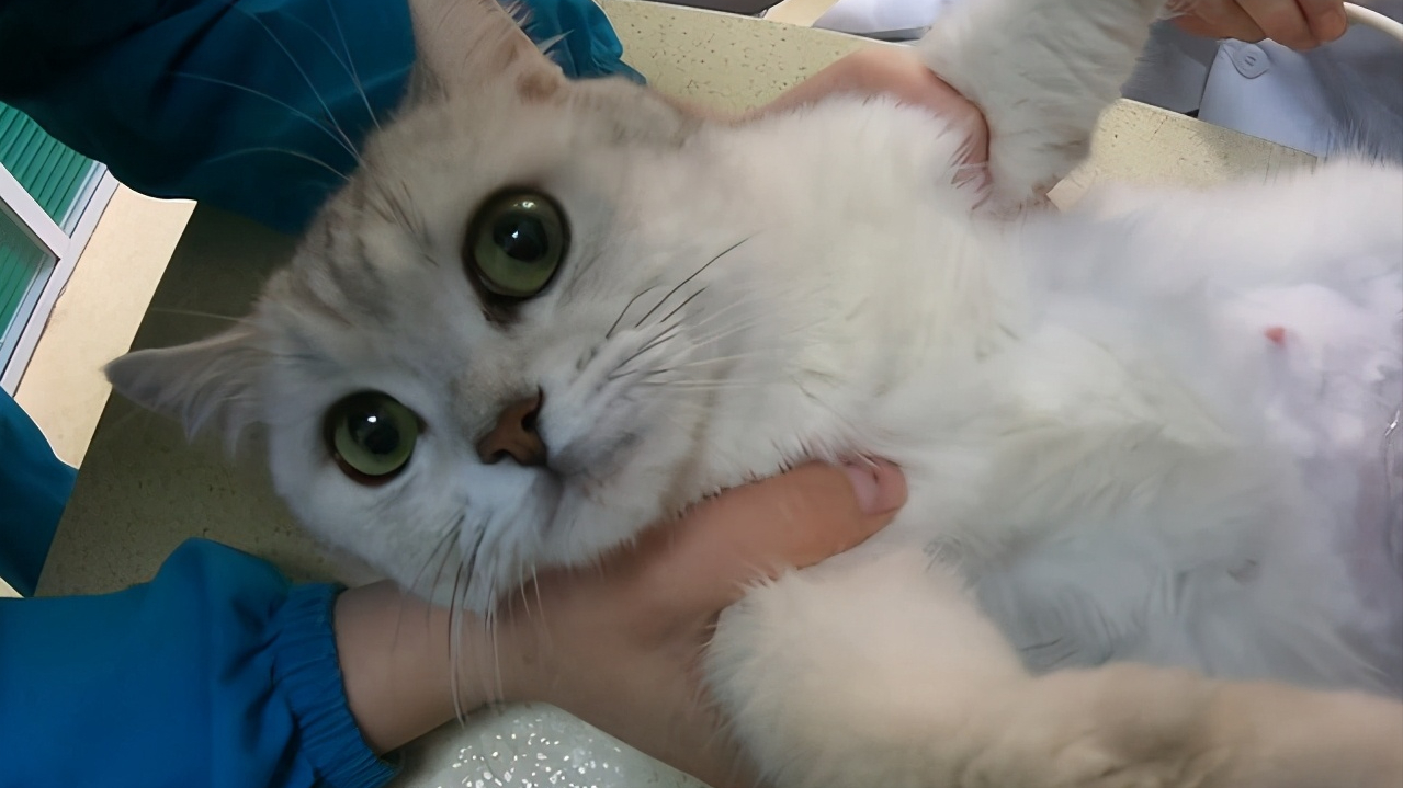 茶杯猫怀孕有什么前兆