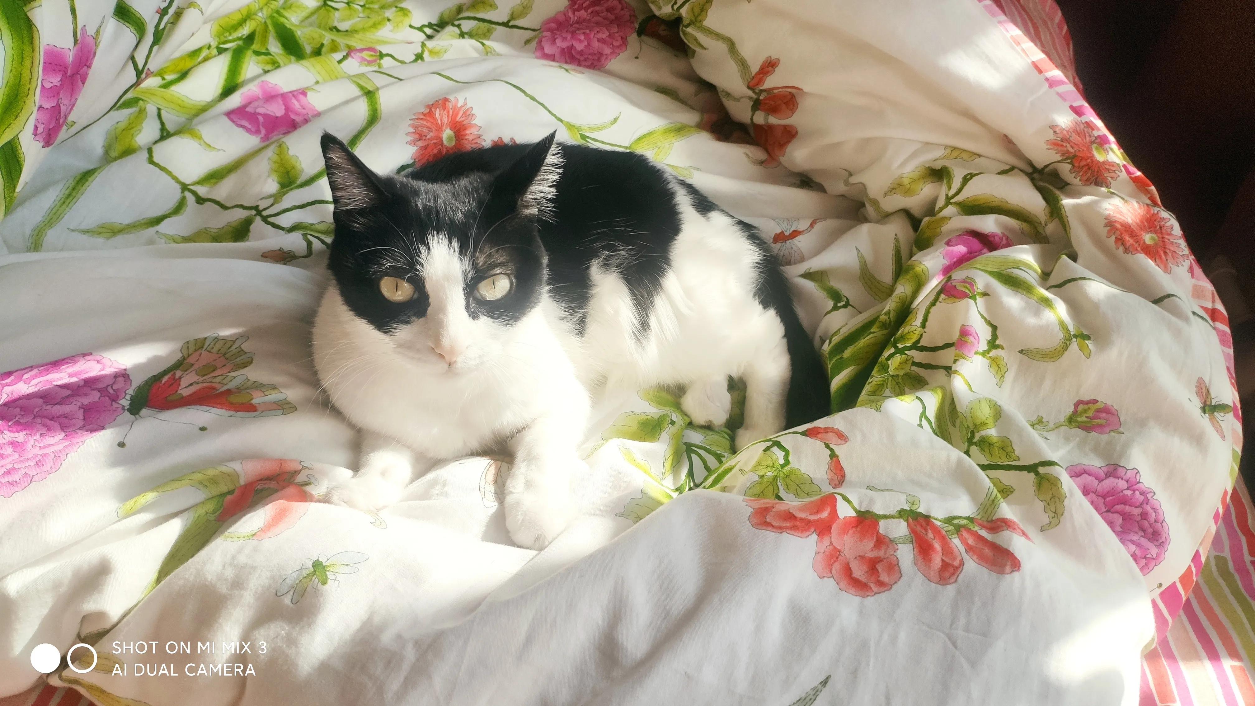 如何做猫咪自媒体