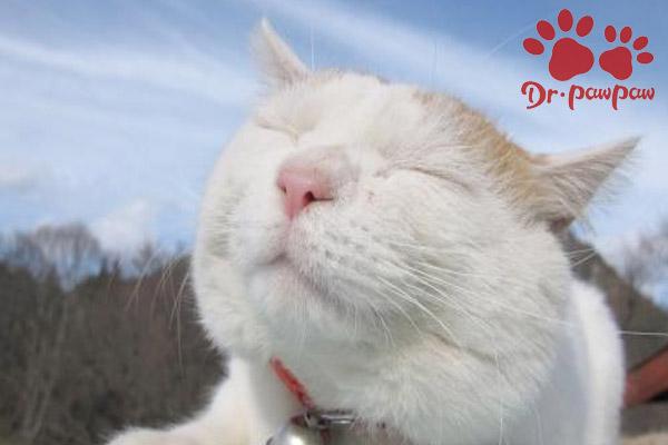 猫咪鼻塞呼吸不畅吃什么药