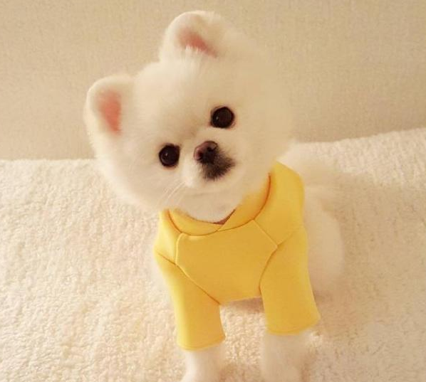 博美犬性格怎么样特点