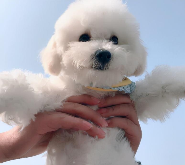 比熊犬多大开始训练