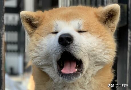 哪里能买到正宗的秋田犬