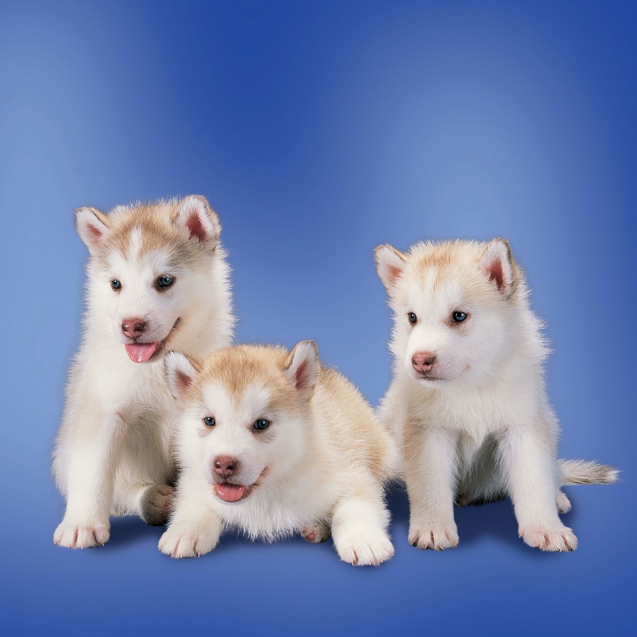 如何教金毛上厕所