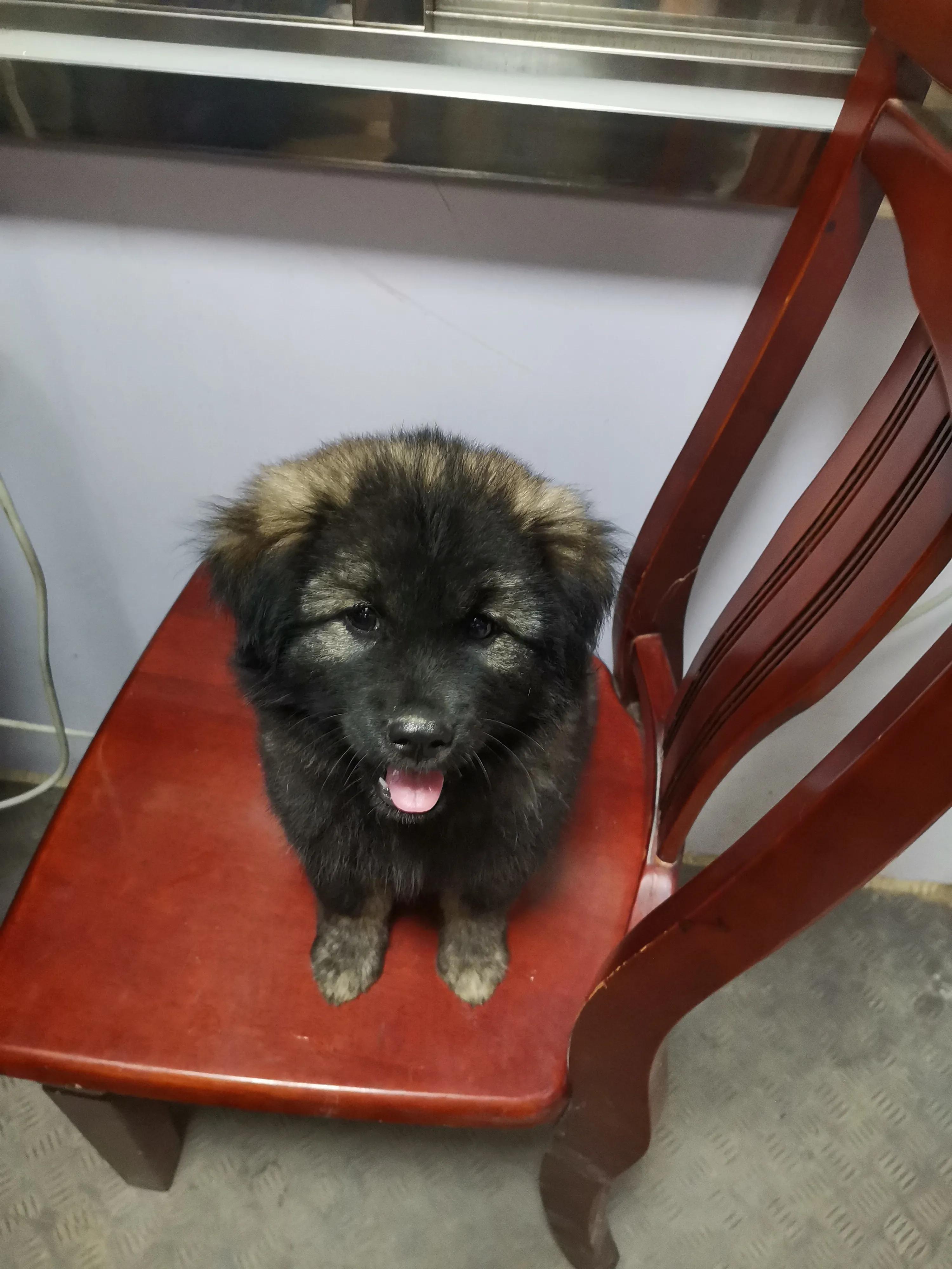 高加索犬怎么喂养才厉害