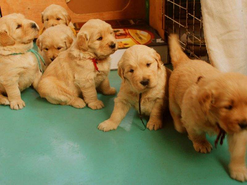 一般金毛的价格多少钱一只