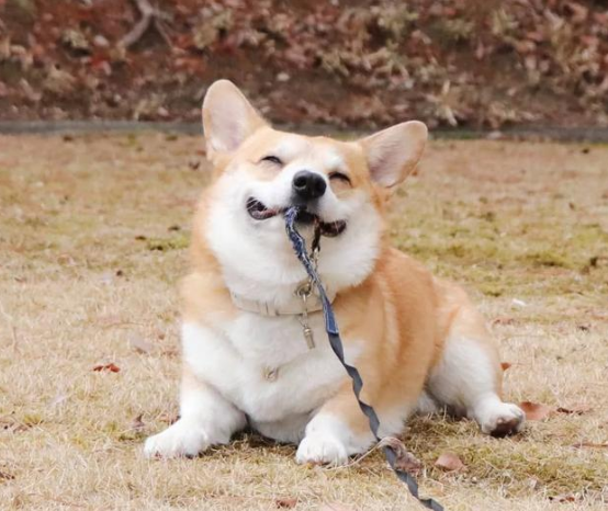 狗耳朵里有褐色的东西还臭