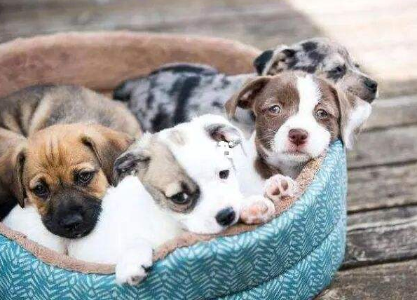 如何挑选宠物狗