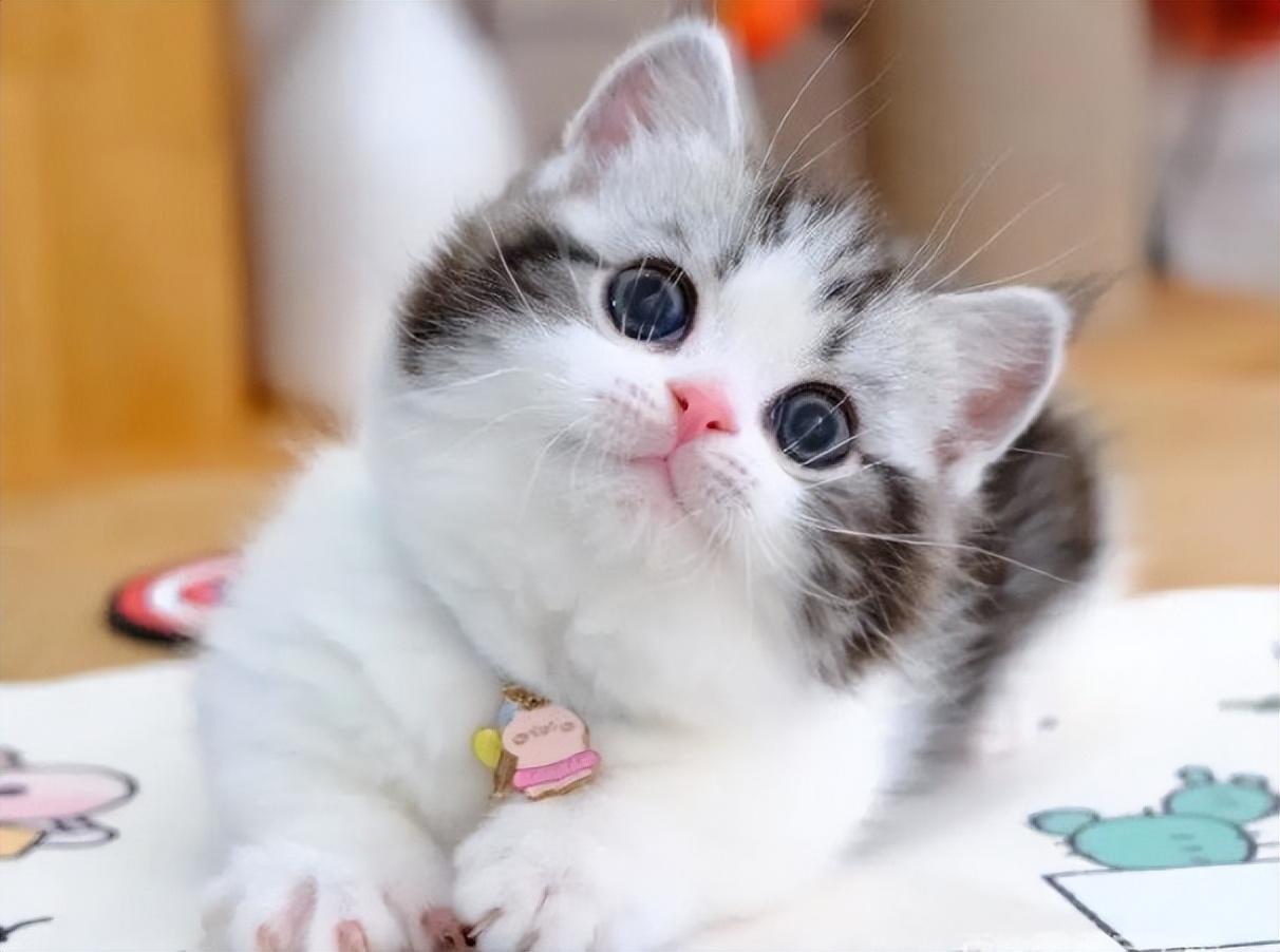 矮脚猫基因缺陷