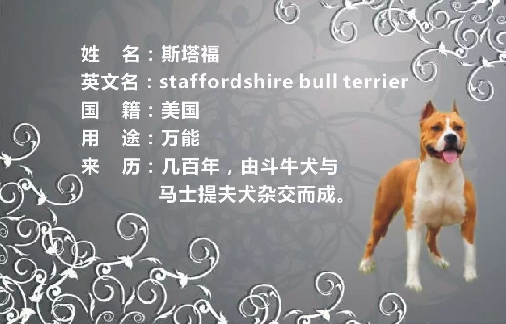 大型美国斯塔福梗