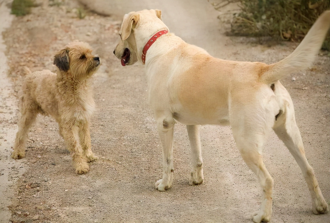 狗狗是怎么交流配