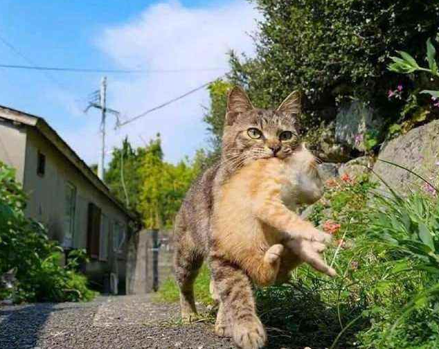 掐猫咪脖子会死吗