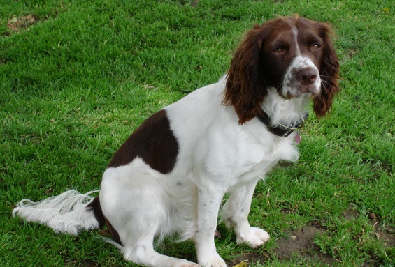 史宾格犬怎么样