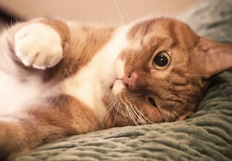 宠物猫种类及特点