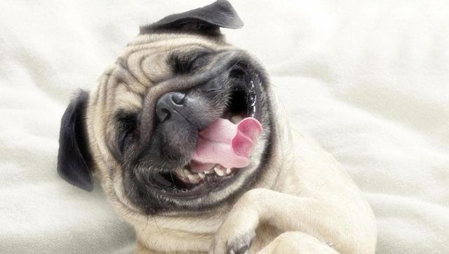 巴哥犬的优缺点