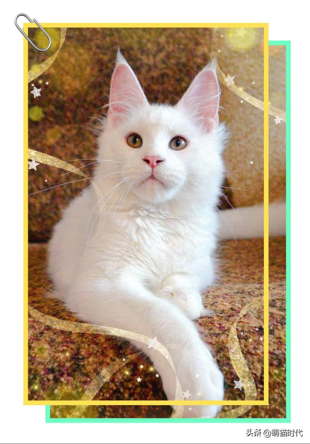 纯白色的猫有哪些品种(十种最漂亮的纯白色猫咪）