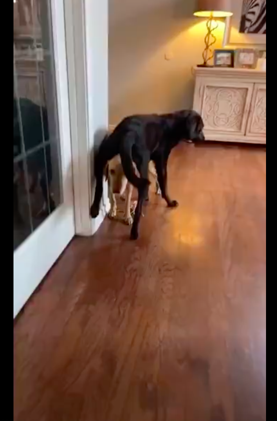 狗狗被骑完后是什么样的