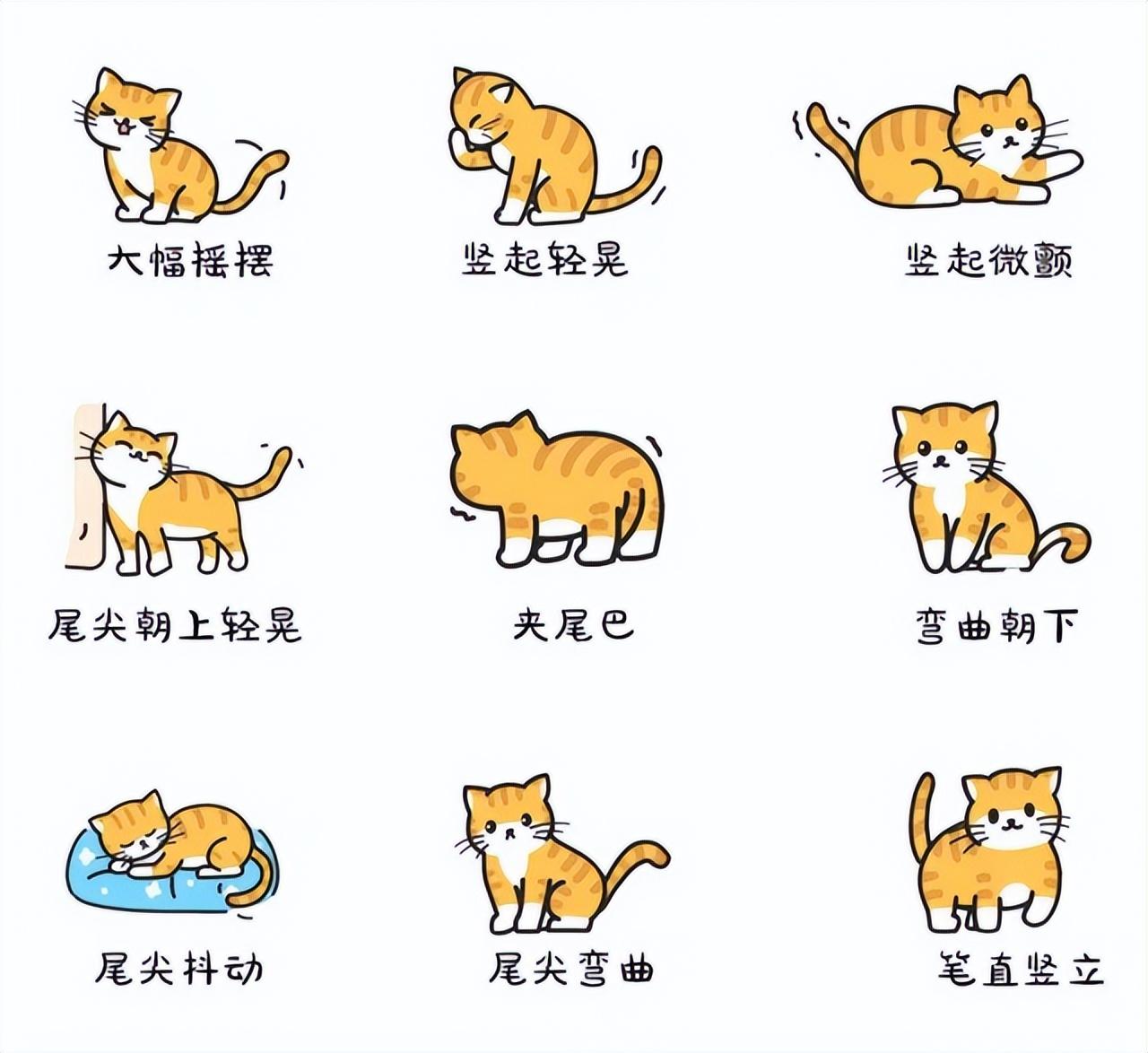 猫咪尾巴尖晃动什么意思