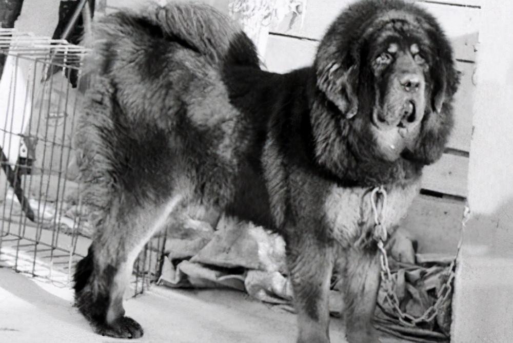 藏獒咬主人什么原因