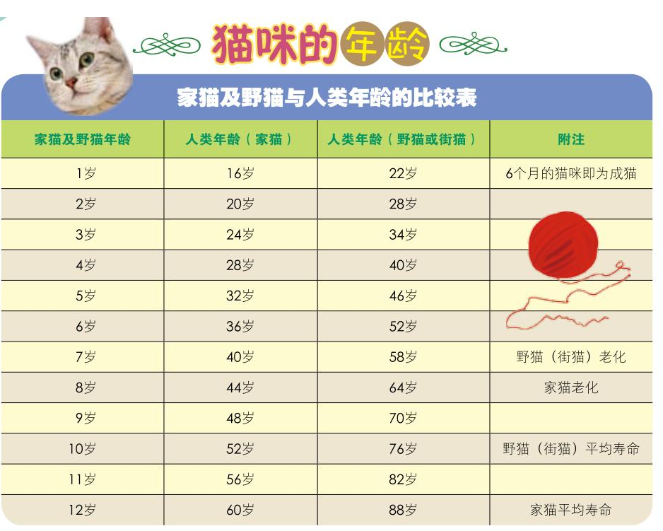 小猫的资料简介