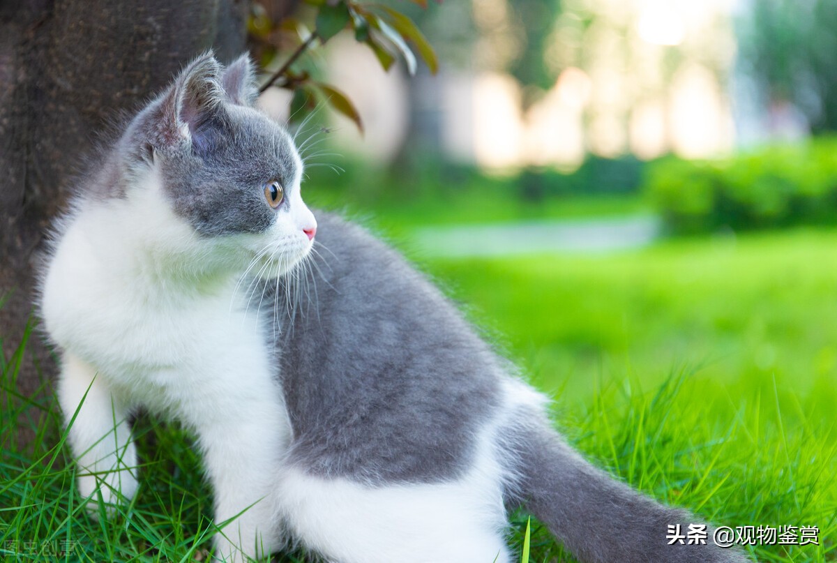 英短猫长什么样