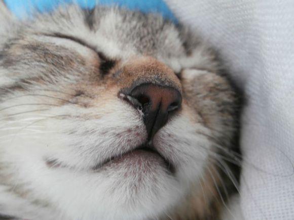 猫洗脸意味着什么意思(看见猫进家门洗脸有什么说法）