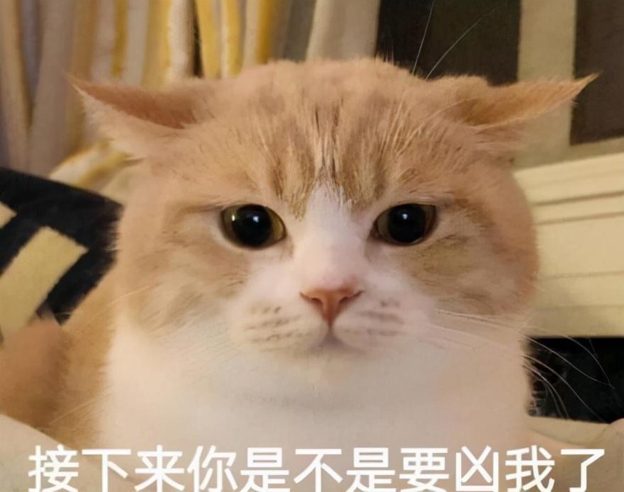 猫猫发春是啥样的