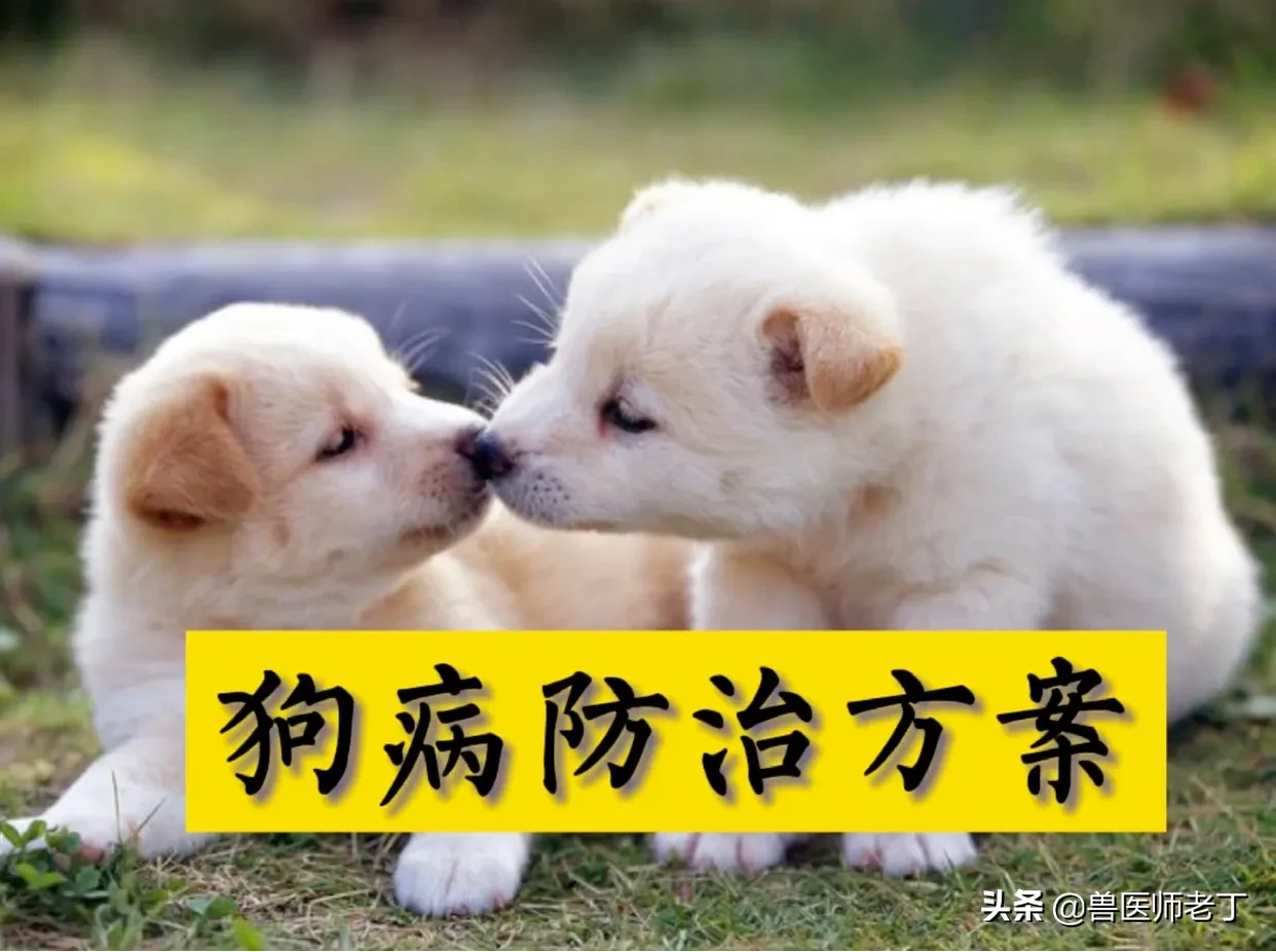 犬瘟热用什么药