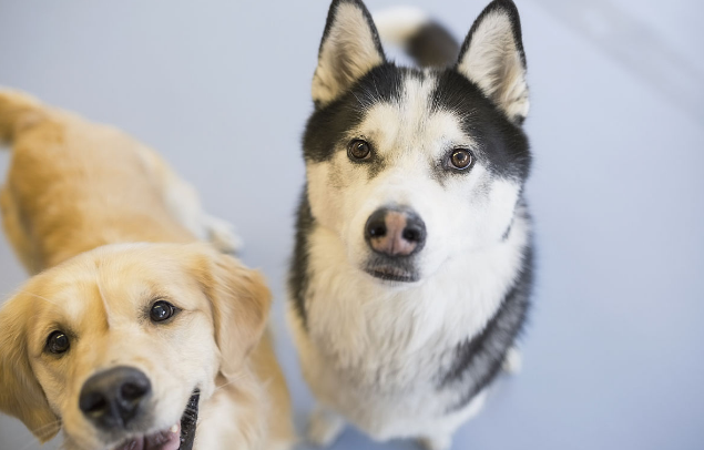 公狗绝育多少钱