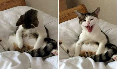 母猫绝育手术多少钱(母猫做绝育手术具体费用）