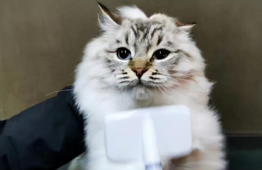 山猫布偶不值钱吗