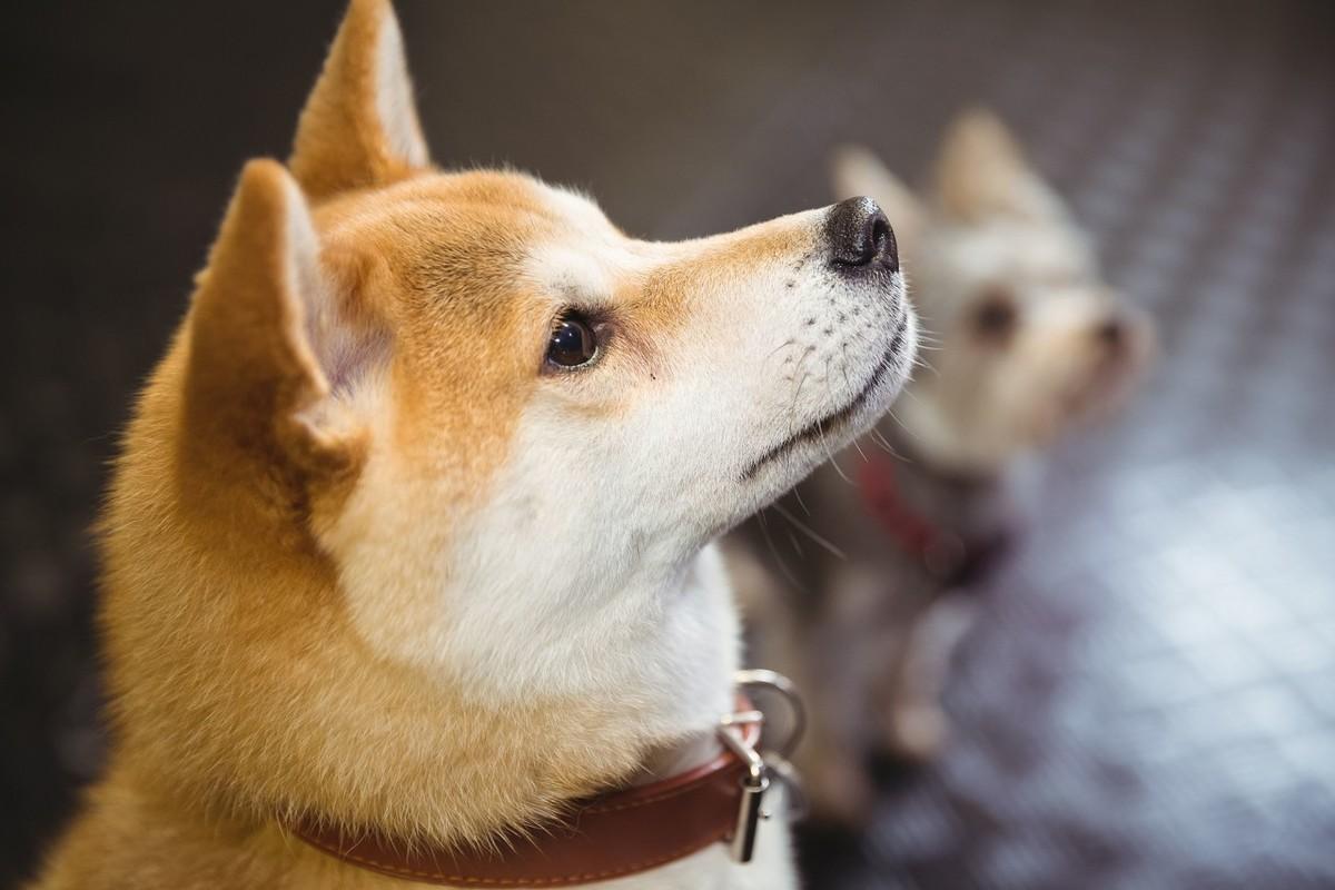 狗狗得了脑膜炎怎么办