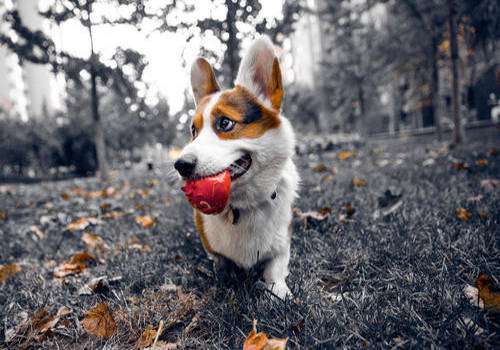 狗狗得钩虫病怎么办