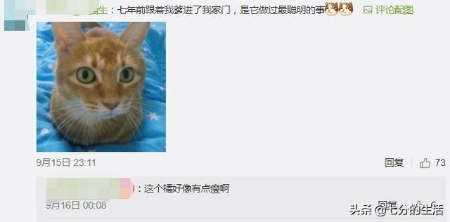 猫的智商到底相当于人类的几岁