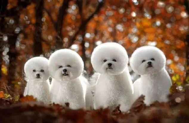 各种犬的名称及图片