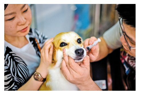 狗狗吃的绝育药有哪些