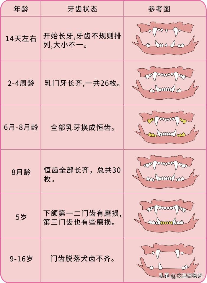 猫突然变蔫是什么毛病