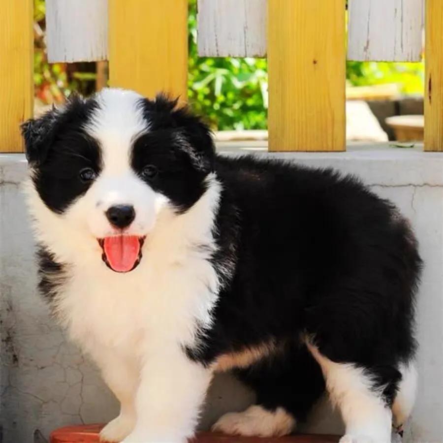 纯种苏格兰牧羊犬