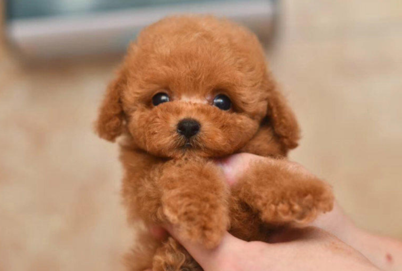 泰迪狗感冒了怎么治疗