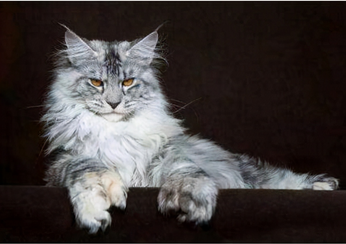 买什么宠物猫较好