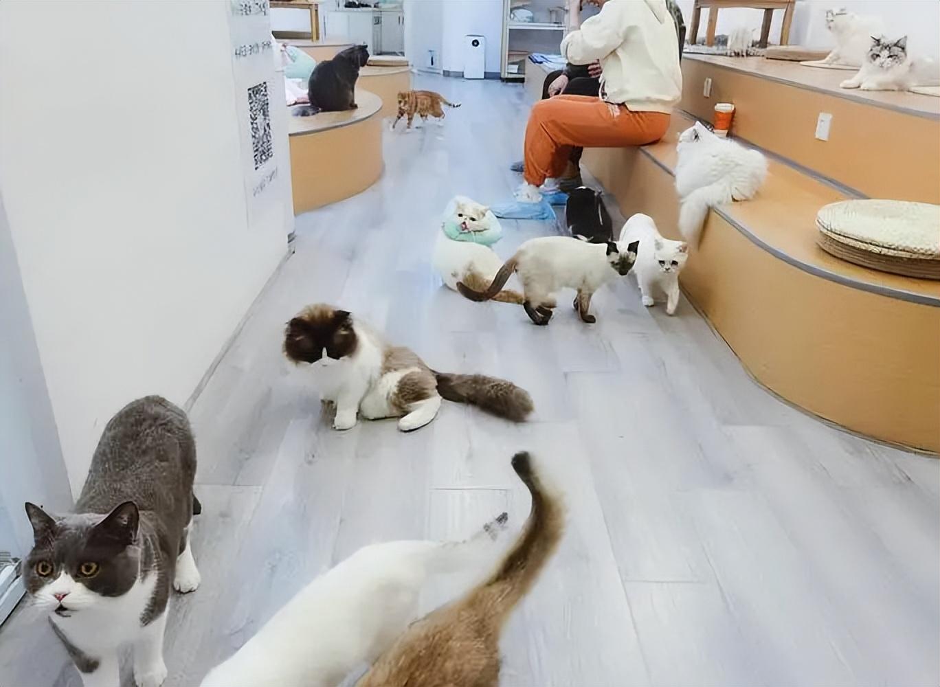 义乌宠物用品批发市场在哪里